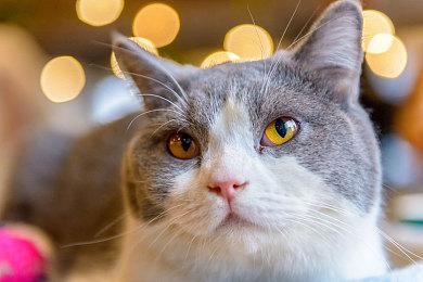 素食者怒斥《暗黑4》与KFC联动：小鸡的命也是命